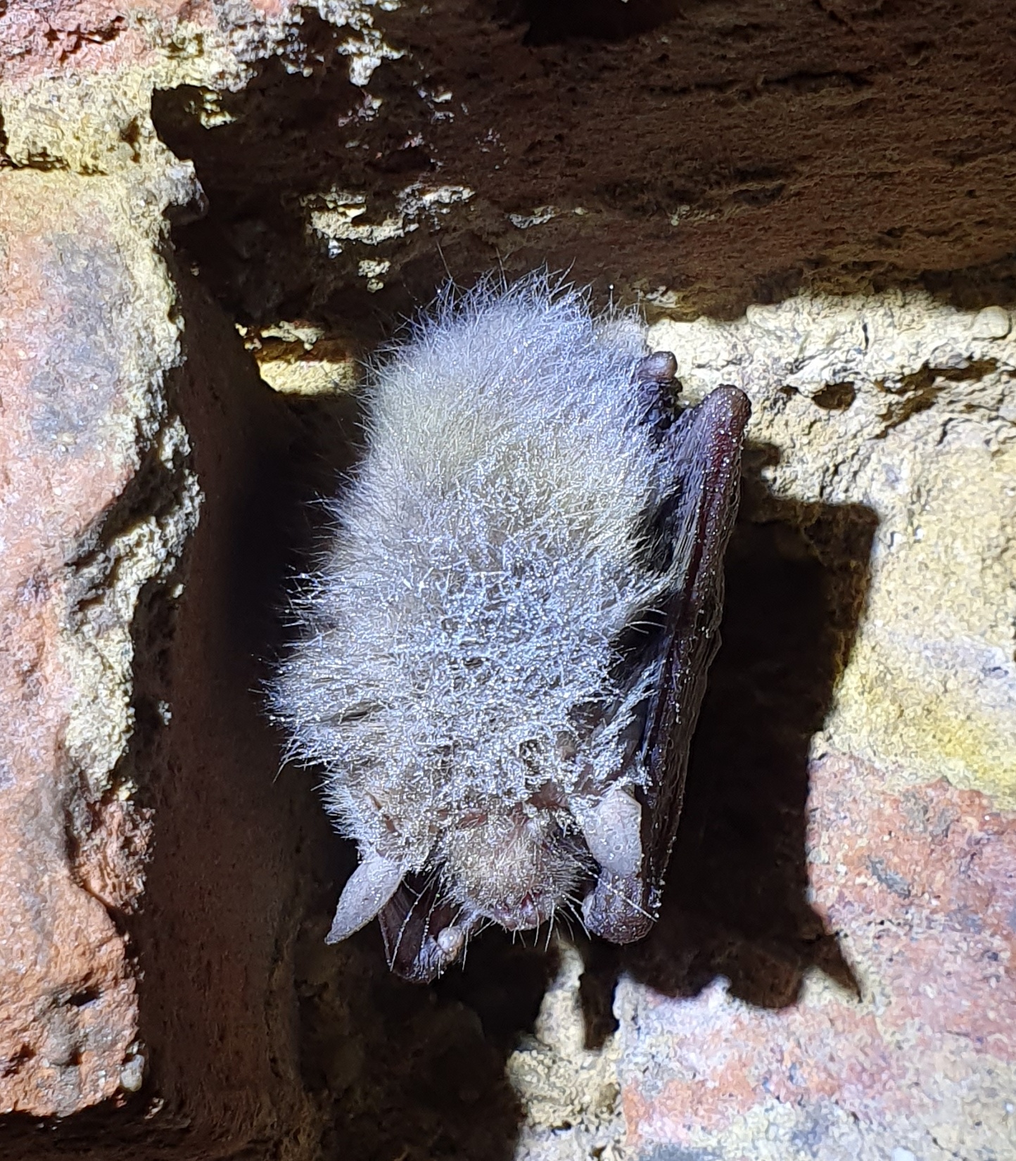 Langohr im Winterschlaf mit Rauhreif überzogen