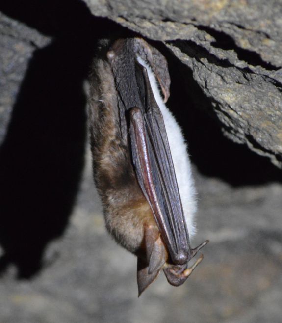 Fledermaus an einer Stollendecke